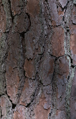 tree bark back ground with shadow and sun