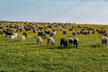 Flock of sheep grazing on alpine pasture in sunny day