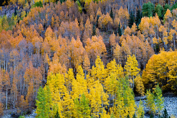 Aspens in Autumn