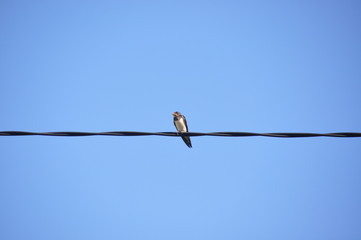 Alone bird perching on power cable lines isolated with clear sky background