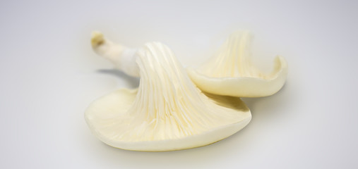 Fresh mushrooms isolated on white. spore-bearing fruiting body of a fungus