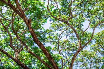 The background of green leaves, caused by large trees along the lines, provides fresh air.