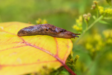 Garden, garden pest brown spotted slug on the background of autumn leaves, selective focus