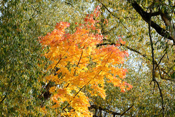 Bright foliage of maple tree on a sunny autumn day, natural background
