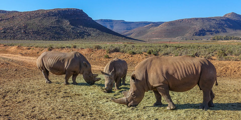 A white rhino / rhinoceros grazing in an open field in South Africa