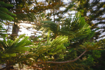 Obraz na płótnie Canvas Green prickly branches of a fur-tree