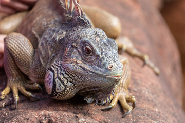 Close up of laege water lizard basking on stone wall