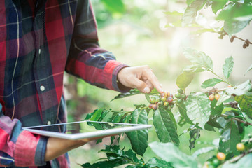 Young asian modern farmer using digital tablet and examining coffee beans at coffee field plantation. Modern technology application in agricultural growing activity concept