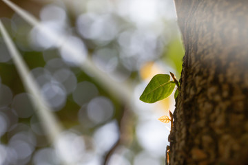 木漏れ日の光芒に当たる若葉