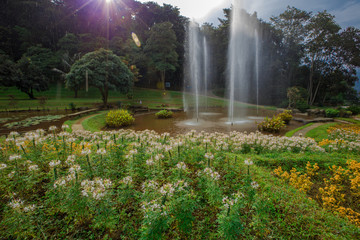 The natural background of flower beds, with a variety of beautiful species, decorated in the park