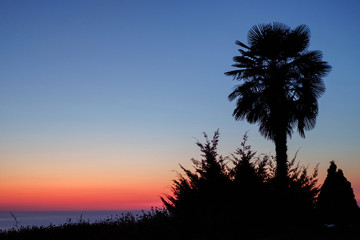 Silhouette of the palm tree on the beach at sunset