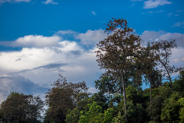 Obraz premium Blurred close-up natural background of leaves, bamboo leaves that rise in the park or by the roadside in the journey, the beauty of nature in spring
