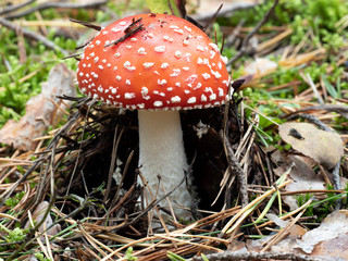 Red amanita, Fly Agaric in a natural environment
