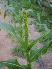 Close up of corn flower in a greenhouse