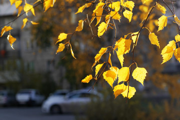 closeup of yellow birch tree leaves under sunlight on branch in autumn in city, copy space