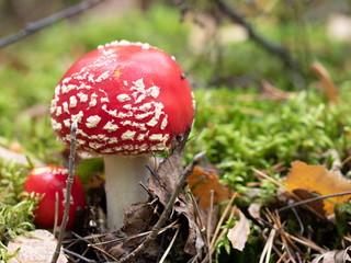 Two Red amanitas, Fly Agaric in a natural environment