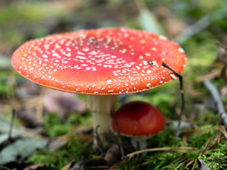 Two Red amanitas, Fly Agaric in a natural environment