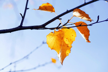 closeup of yellow birch tree leaves under sunlight on branch against blue sky
