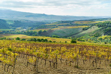 Fototapeta na wymiar Vineyards In Autumn, Tuscany, Italy.