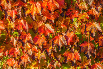 nice wall, red autumn, leaves
