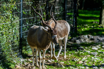 Addax
