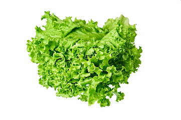 Fototapeta na wymiar Fresh green fluffy leaves of salad lettuce isolated on white background. Close-up. Vegetarian, dieting, healthy, low calorie food