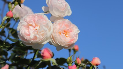 薔薇　ヘリテージ