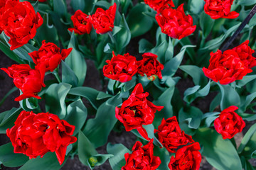 Fototapeta na wymiar tulips in spring field, macro