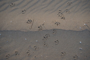 Bird footprints over the sand