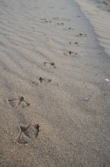 Bird footprints over the sand