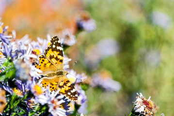 butterfly on a flower in autumn