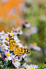 butterfly on a flower in autumn