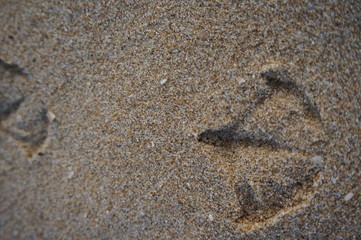 Bird footprints over the sand