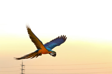 Beautiful parrot flying in the sky at sunset.