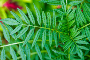 Green leaf pattern Nature Background 