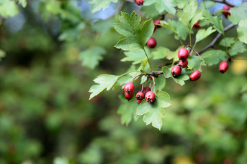 Hawthorn berries on a branch in autumn day close-up