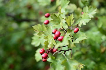 Hawthorn berries on a branch in autumn day close-up