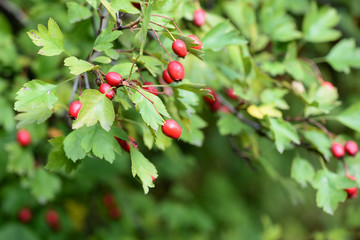 Hawthorn berries on a branch in autumn day close-up