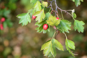 Hawthorn berries on a branch in autumn day close-up