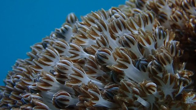 Pulsating soft coral (Xeniidae) dances with ocean current while its tentacles opens and closes in slow motion to feed on planktons and algae. Moalboal, Cebu, Philippines.