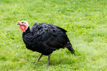 Turkey bird on the poultry yard in the farm
