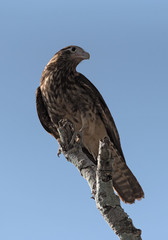 Common buzzard sitting on a branch Panama