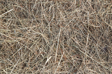Photo Hay, straw, background, texture.