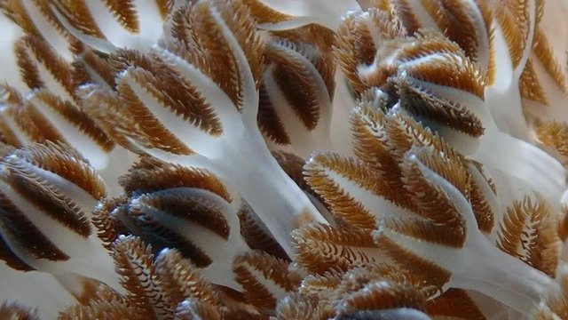 Pulsating soft coral (Xeniidae) dances with ocean current while its tentacles opens and closes in slow motion to feed on planktons and algae. Moalboal, Cebu, Philippines
