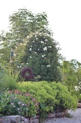 Obraz na płótnie Canvas Elderberry tree and white rose