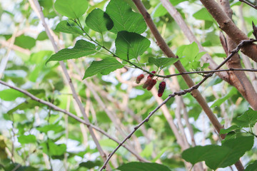 mulberry tree, fresh white mulberry, large amount of mulberry fruit in the tree,