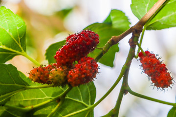 mulberry tree, fresh white mulberry, large amount of mulberry fruit in the tree,