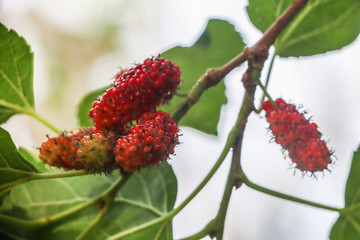 mulberry tree, fresh white mulberry, large amount of mulberry fruit in the tree,