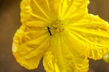Ant on yellow flower in park 