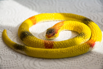 snake, reptile, animal, wildlife, python, nature, white, isolated, serpent, green, black, wild, scale, viper, snakes, dangerous, yellow, head, scales, white background, pet, venomous, skin